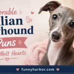 Adorable Italian Greyhound Puns That Melt Hearts